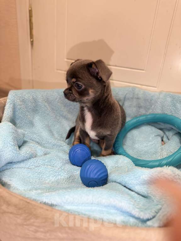 Собаки в Томске: Щенок чихуахуа мальчик г/ш Мальчик, 35 000 руб. - фото 6