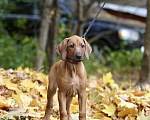 Собаки в Москве: Щенок родезийского риджбека Девочка, 120 000 руб. - фото 4