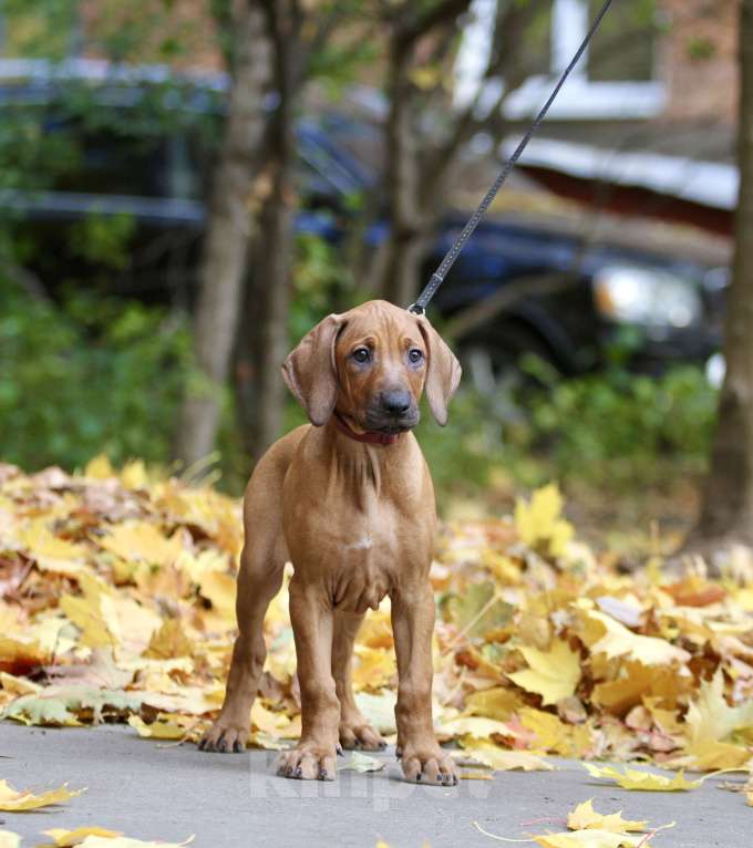 Собаки в Москве: Щенок родезийского риджбека Девочка, 120 000 руб. - фото 4
