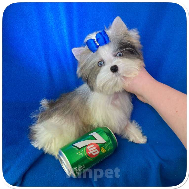 Собаки в Москве: Мраморный голубоглазый йорк мальчик мини Мальчик, 130 000 руб. - фото 9