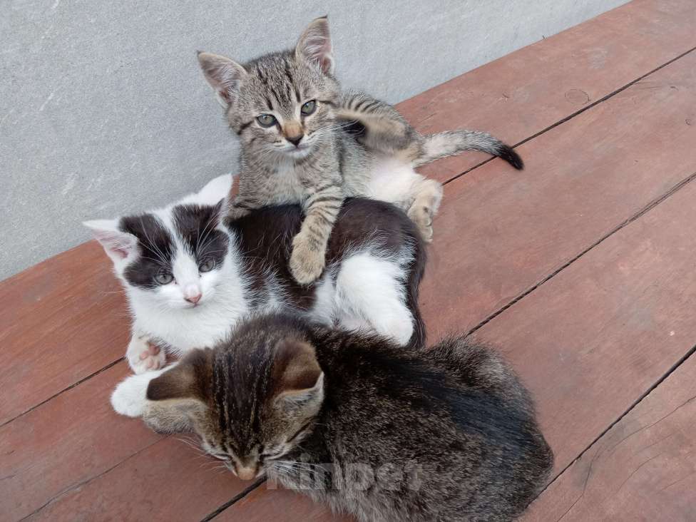 Кошки в Белгороде: котята в добрые руки Девочка, Бесплатно - фото 4