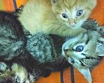 Кошки в Калуге: Разноцветные карапузики. Котята 2 мес в добрые руки. Мальчик, Бесплатно - фото 4