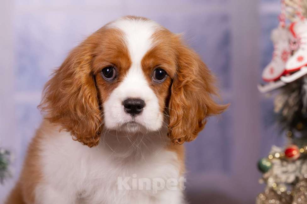 Собаки в Королеве: Кавалер Кинг Чарльз спаниель щенок девочка  Девочка, 75 000 руб. - фото 7