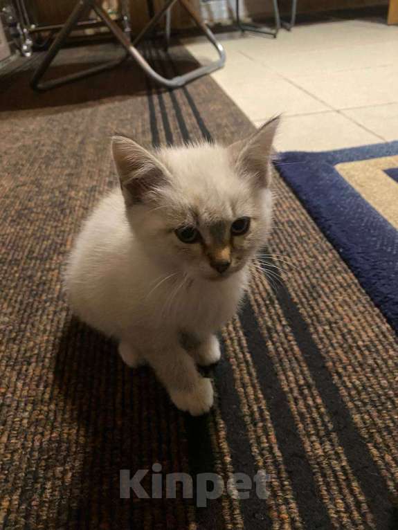 Кошки в Ульяновске: маленькие кошечки Девочка, 100 руб. - фото 2