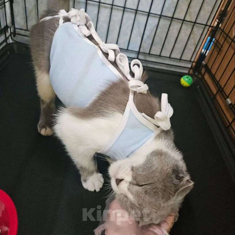 Кошки в Москве: Кошечка Ева грустит в клеточке Девочка, Бесплатно - фото 2