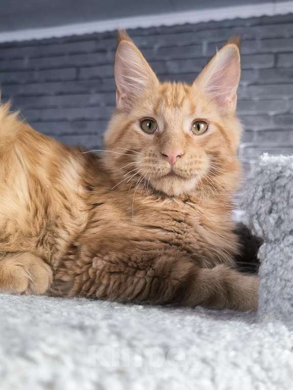 Кошки в Кемерово: Кот Jam Мальчик, 45 000 руб. - фото 3