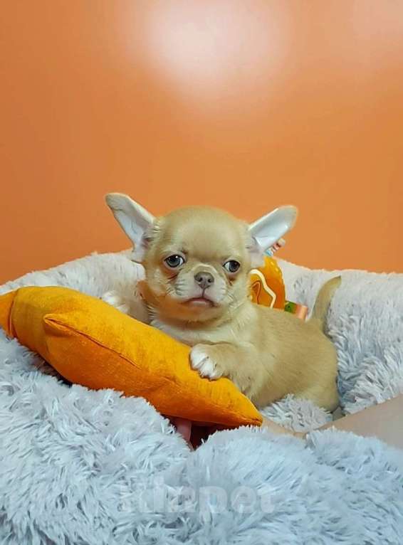 Собаки в Новосибирске: Изабелловый парнишка с лиловым носом в экстремальном типе! Мальчик, Бесплатно - фото 3