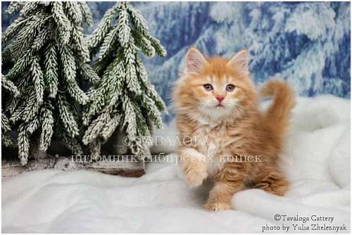 Роскошная Сибирская Рыжая девочка