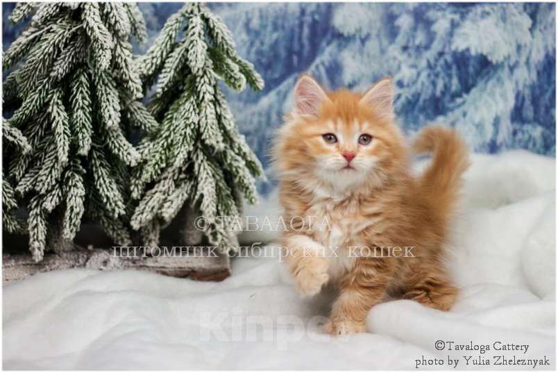 Кошки в Москве: Роскошная Сибирская Рыжая девочка Девочка, Бесплатно - фото 1