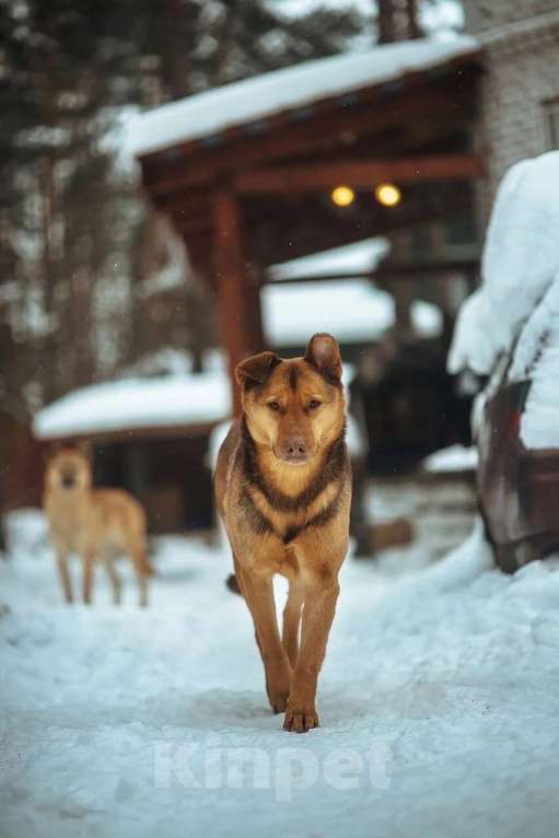 Собаки в Санкт-Петербурге: Гордый защитник и добрый друг для всей семьи Мальчик, Бесплатно - фото 2