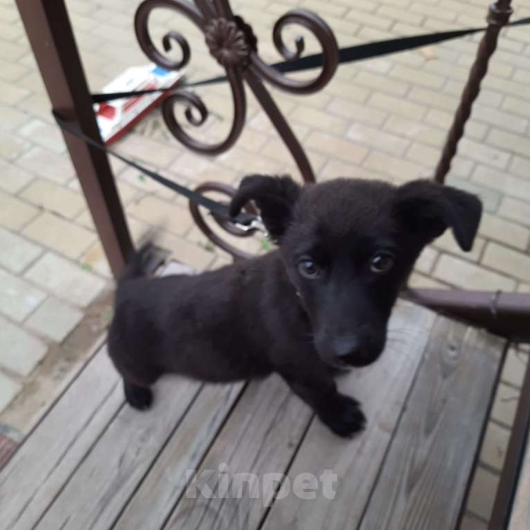 Собаки в Москве: Отдам щенка, бесплатно Мальчик, Бесплатно - фото 1