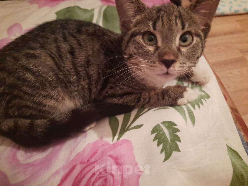 Кошки в Москве: Когда только учишься строить глазки Девочка, Бесплатно - фото 2