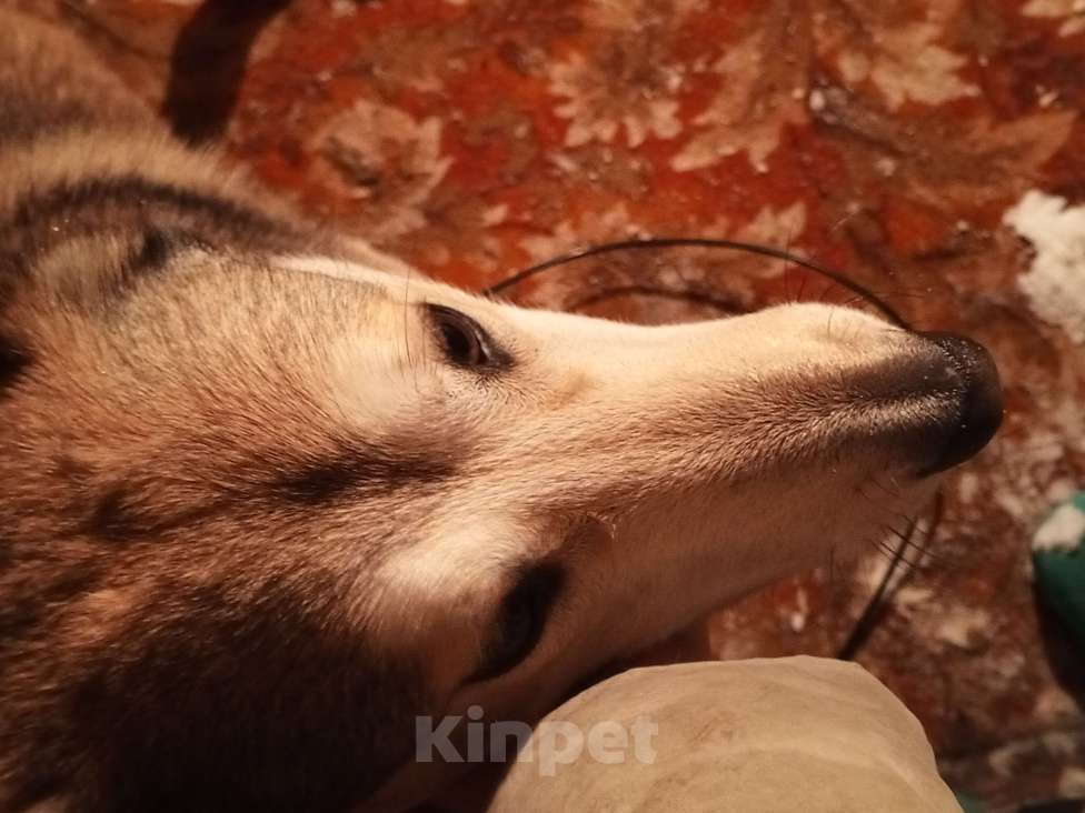 Собаки в Мур: Найдена собака Девочка, Бесплатно - фото 6