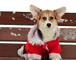 Собаки в Санкт-Петербурге: Корги Мальчик, 90 000 руб. - фото 5