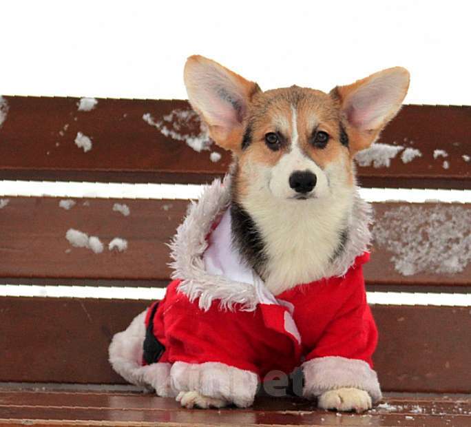 Собаки в Санкт-Петербурге: Корги Мальчик, 90 000 руб. - фото 5