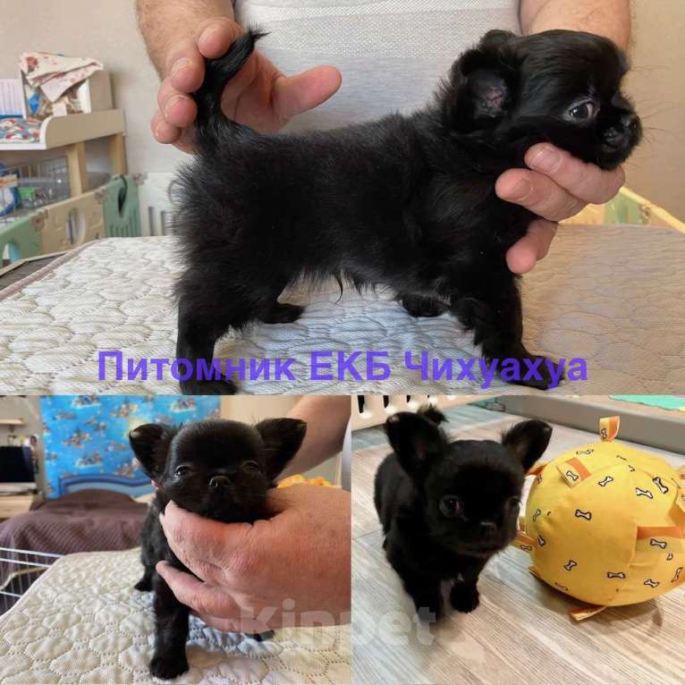 Собаки в других городах Свердловской области: Чихуахуа д/ш Мальчик, Бесплатно - фото 6