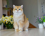 Кошки в Владивостоке: Очаровательная британская кошечка Девочка, 70 000 руб. - фото 2