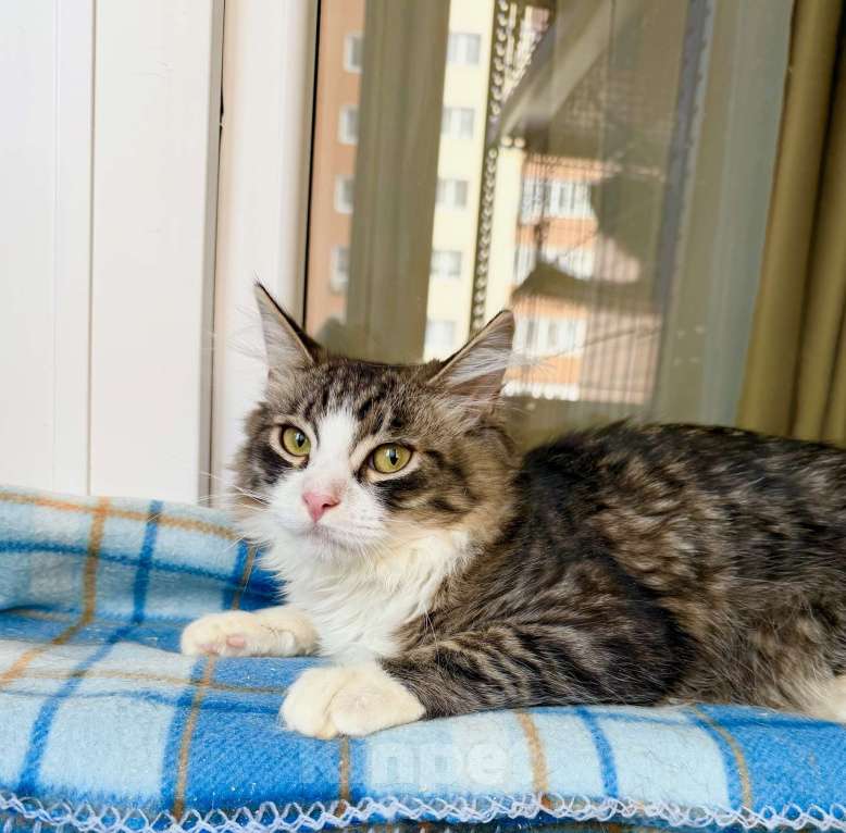 Кошки в Москве: Пушистый котёнок Нафаня в добрые руки Мальчик, Бесплатно - фото 5