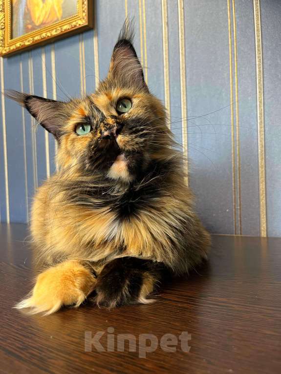 Кошки в Иваново: Квеста  Девочка, Бесплатно - фото 3