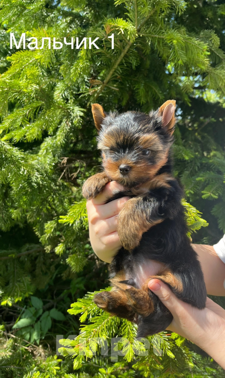 Собаки в Санкт-Петербурге: Йорк Мальчик стандарт  Мальчик, 40 000 руб. - фото 2