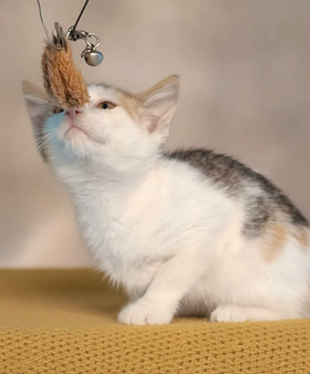 Ушастый котенок в добрые руки