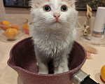 Кошки в Москве: Котенок Офелия ищет дом Девочка, Бесплатно - фото 5