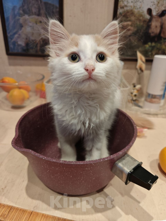 Кошки в Москве: Котенок Офелия ищет дом Девочка, Бесплатно - фото 5