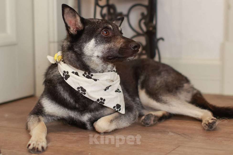 Собаки в Москве: Маленький волчонок Боб Мальчик, Бесплатно - фото 4