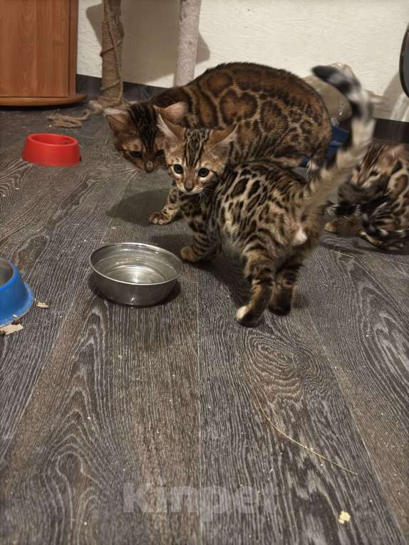 Кошки в Подольске: мальчик 5 месяцев ласковый приучен к лотку Мальчик, 20 000 руб. - фото 3