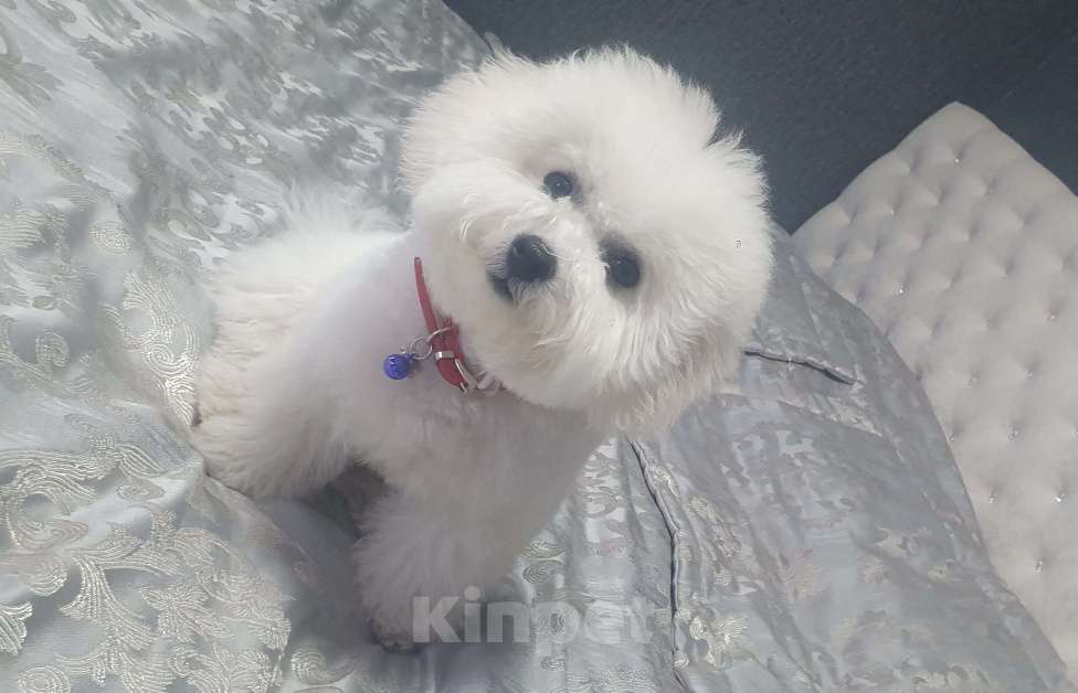 Собаки в Волжском: Щенок с прекрасными данными Девочка, Бесплатно - фото 6