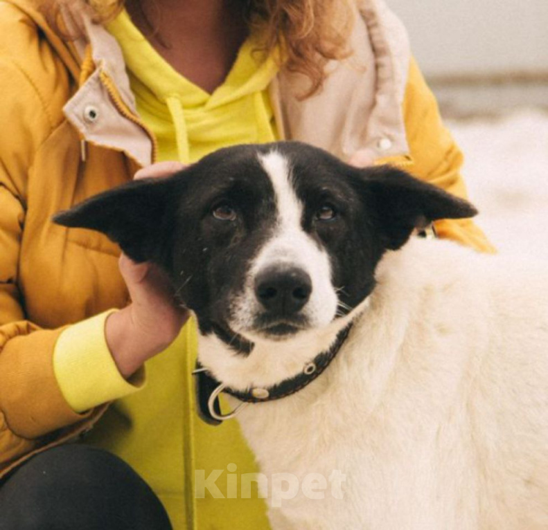 Собаки в Рязани: Бэт - стройная воспитанная собака Девочка, Бесплатно - фото 1