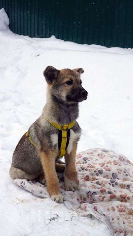 Собаки в Ногинске: Малышка Манго ждет свою семью в приюте Девочка, Бесплатно - фото 2