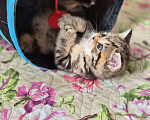 Кошки в Химках: Шотландские прямоухие котята Разнополые, 15 000 руб. - фото 8