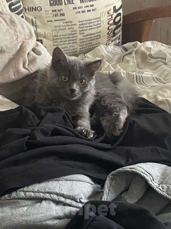 Кошки в Ростове-на-Дону: ПРОПАЛА КОШКА Девочка, 1 500 руб. - фото 2