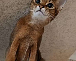 Кошки в Черкесске: Абиссинц Девочка, 20 000 руб. - фото 2