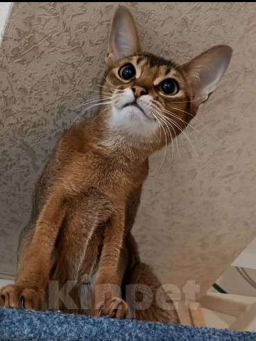 Кошки в Черкесске: Абиссинц Девочка, 20 000 руб. - фото 2