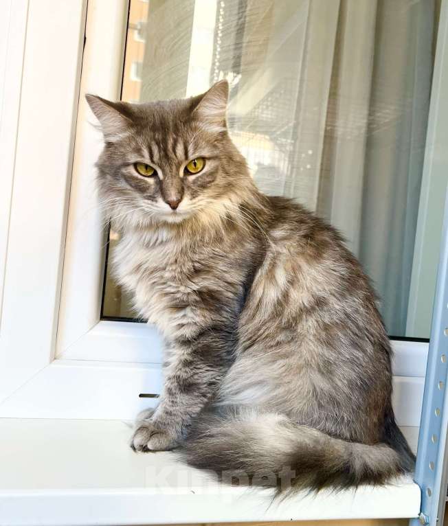 Кошки в Москве: Пушистый кот Цезарь в добрые руки  Мальчик, Бесплатно - фото 8