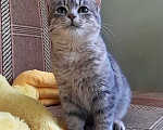 Кошки в Санкт-Петербурге: Милейший котенок ищет дом! Девочка, Бесплатно - фото 4