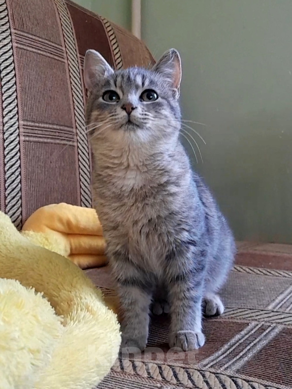 Кошки в Санкт-Петербурге: Милейший котенок ищет дом! Девочка, Бесплатно - фото 4