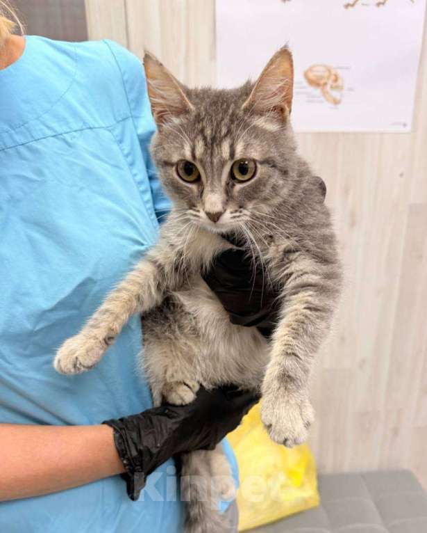 Кошки в Москве: Котенок Бисквит ищет дом Мальчик, Бесплатно - фото 3