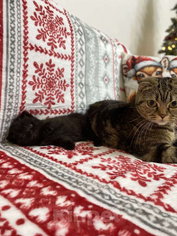 Кошки в Нижнем Новгороде: Шотландский котенок Девочка, 8 000 руб. - фото 2