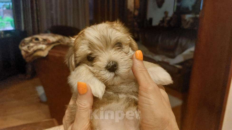 Собаки в Москве: Николь Девочка, 100 000 руб. - фото 5