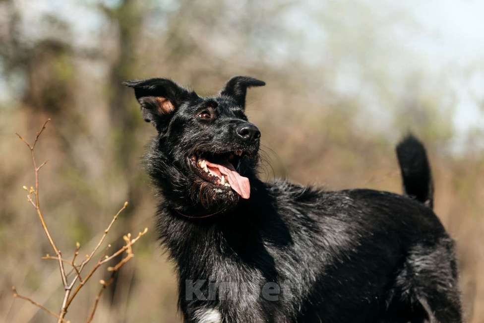 Собаки в Москве: Заберите меня, пожалуйста Мальчик, 1 руб. - фото 9