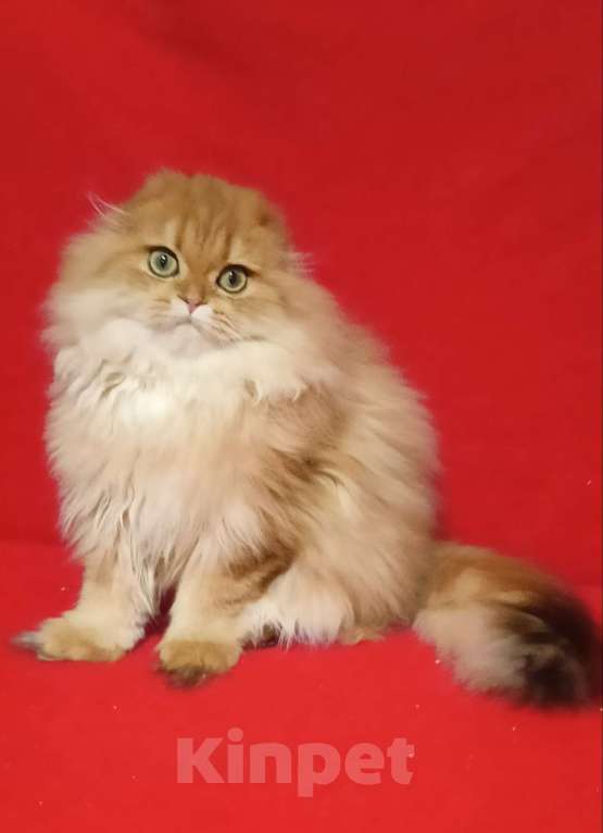 Кошки в Москве: Золотой мраморный котик хайленд Мальчик, 20 000 руб. - фото 4