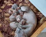 Кошки в Коломне: Котята Канадского сфинкса, 8 000 руб. - фото 5