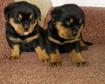 Собаки в Шатуре: Ротвейлер на вязку, щенки на продажу, 5 000 руб. - фото 3
