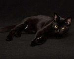 Кошки в Камызяке: Котенок, 10 руб. - фото 1