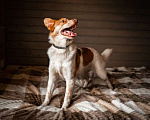 Собаки в Москве: Бордер-колли Плуто в дар Мальчик, Бесплатно - фото 4