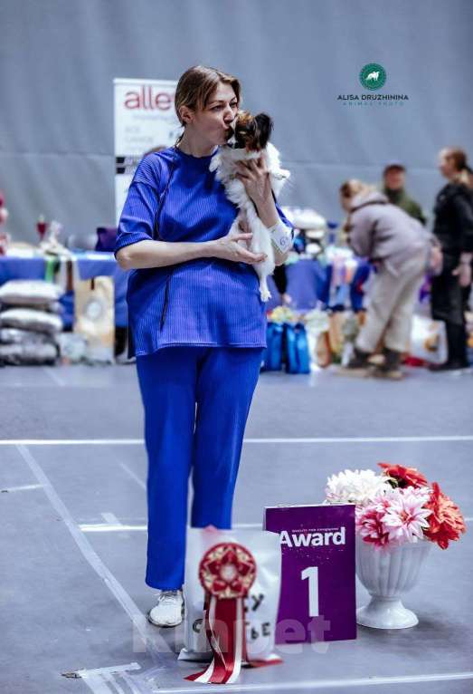 Собаки в Москве: Щенок папийона девочка Челси Девочка, 100 000 руб. - фото 4