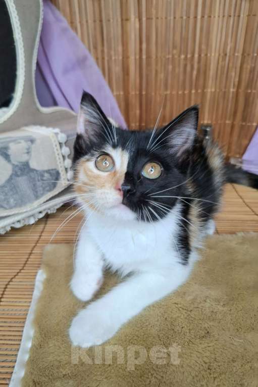 Кошки в Москве: Котёнок-химера в добрые руки Девочка, Бесплатно - фото 7